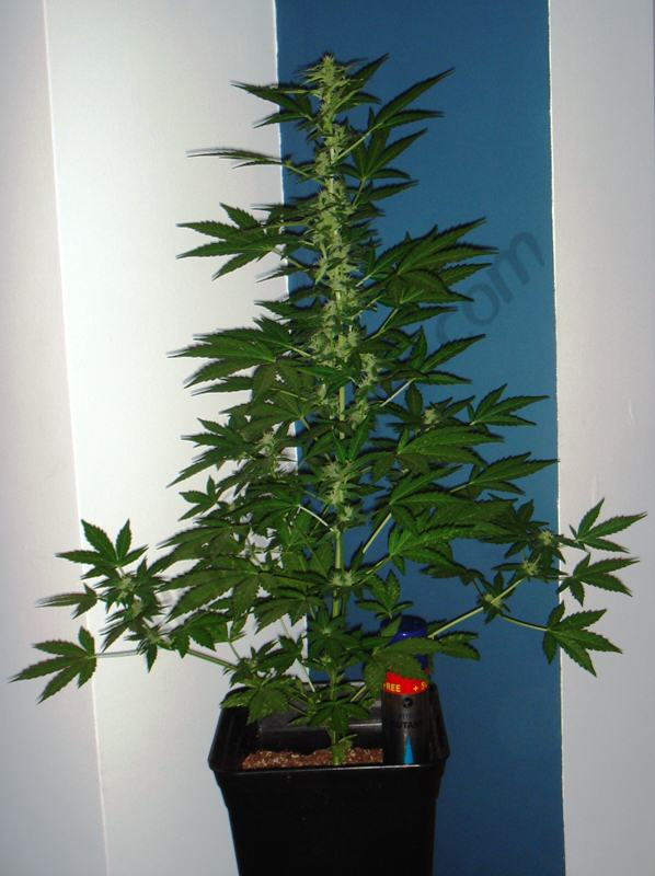 Culture de cannabis à floraison automatique- Alchimia Grow Shop