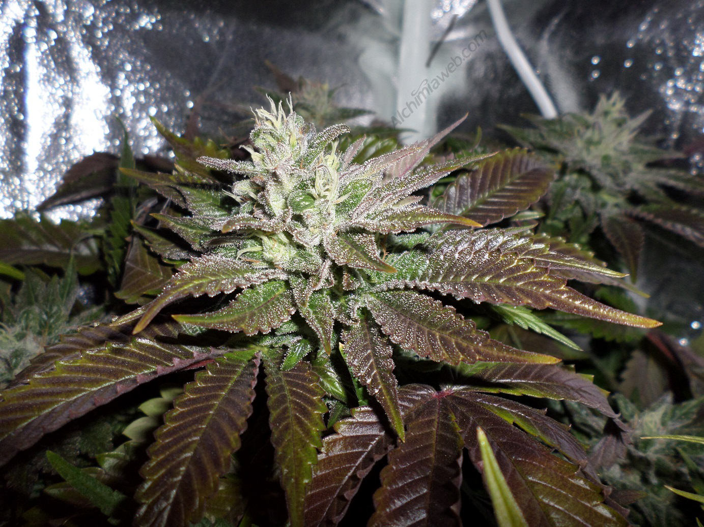 Graines de cannabis d'intérieur: quelles variétés indoor?- Alchimia Grow  Shop