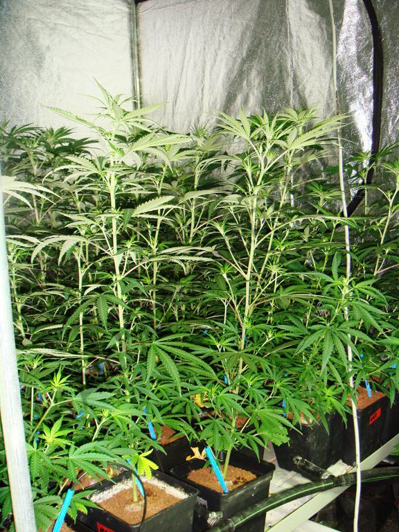 Erreurs fréquentes dans la culture du cannabis- Alchimia Grow Shop