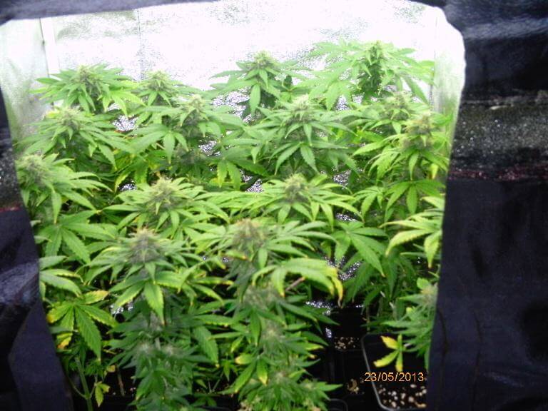Cultiver du cannabis en espaces réduits- Alchimia Grow Shop