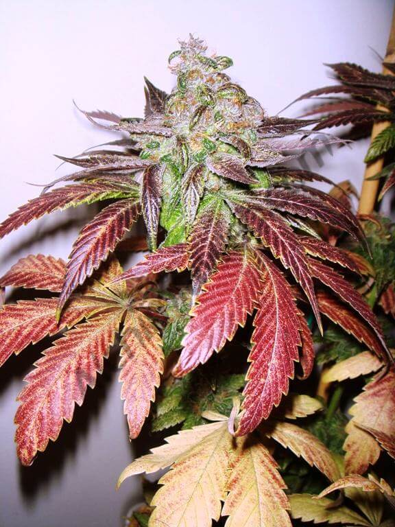 Cannabis avec des feuilles rouges