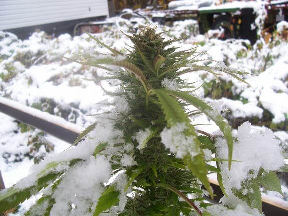 Cannabis luttant contre l'hiver