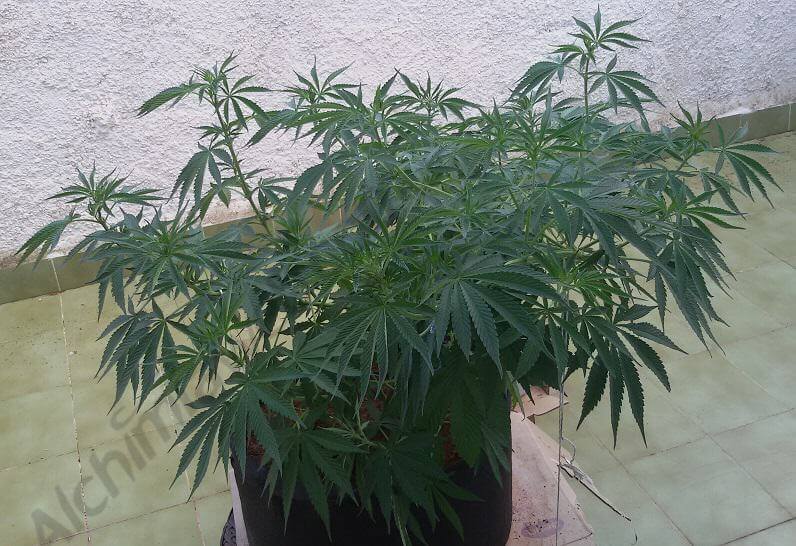 Comment palisser ses plantes de cannabis?- Alchimia Grow Shop