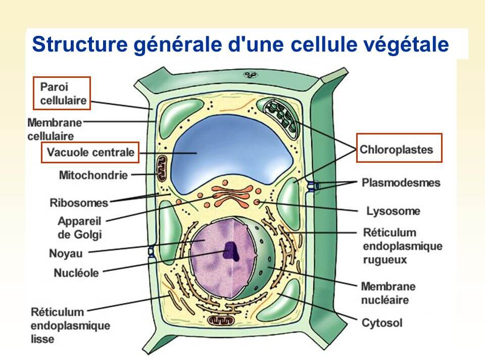 Structure de la cellule végétale
