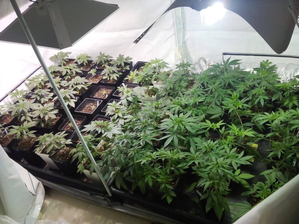 Production maximale de cannabis en intérieur- Alchimia Grow Shop