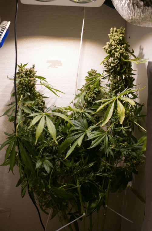 La lumière et le cannabis- Alchimia Grow Shop