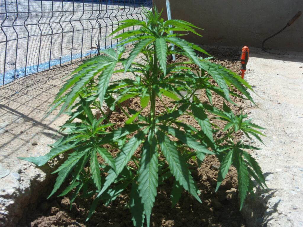 Production maximale de cannabis en extérieur- Alchimia Grow Shop