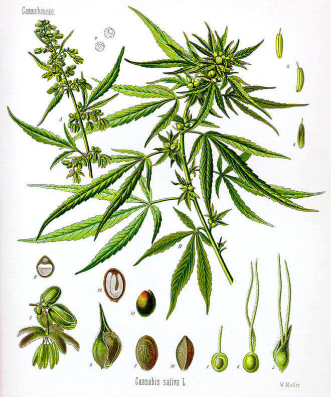 Anatomie de la plante de cannabis