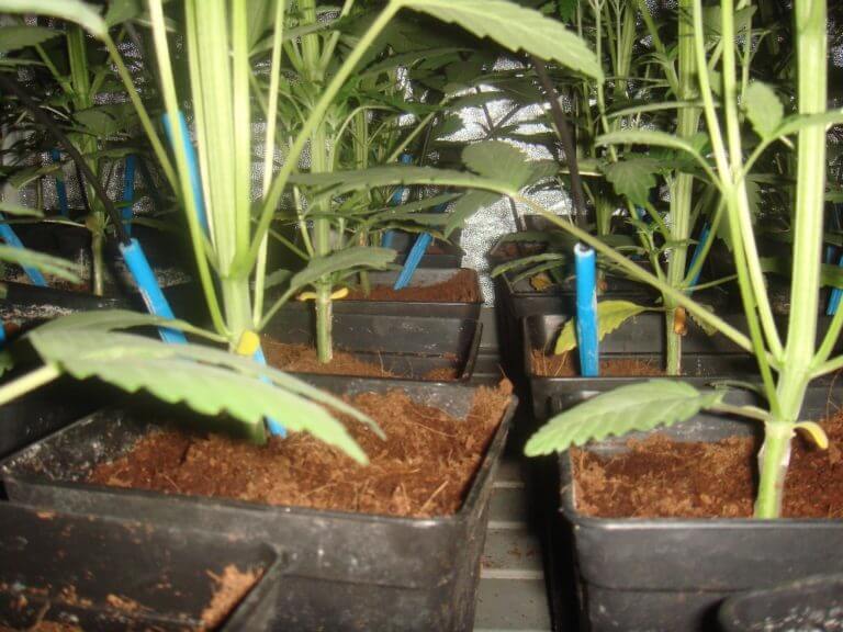 Arrosage automatique dans la culture de cannabis- Alchimia Grow Shop