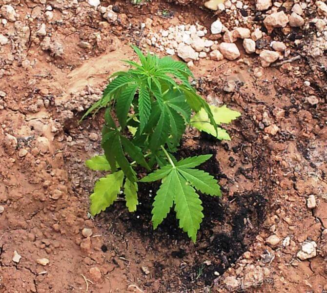 Causes de la mort du cannabis en croissance- Alchimia Grow Shop