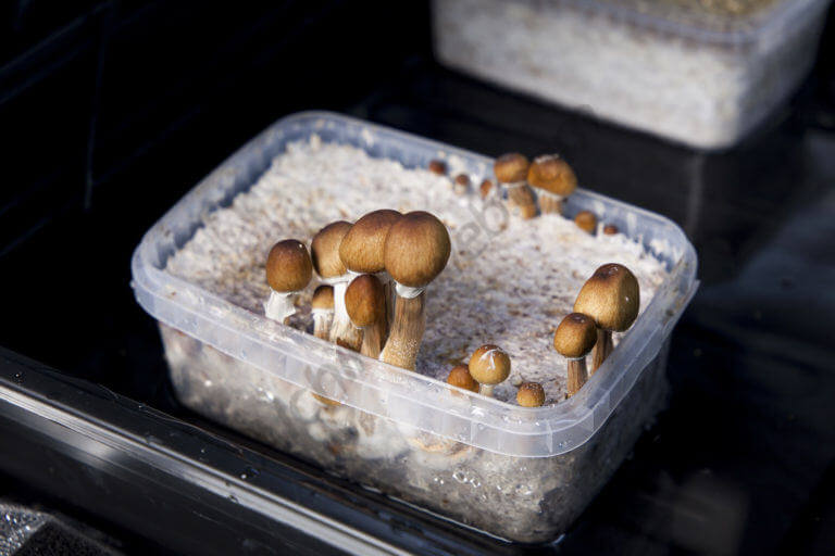 Guide pour cultiver des champignons magiques de Freshmushrooms- Alchimia  Grow Shop
