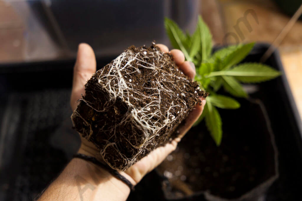 Les racines des plantes de cannabis- Alchimia Grow Shop