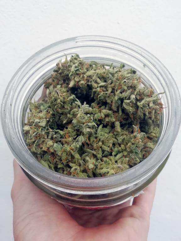 Décarboxylation du cannabis: pourquoi et comment?- Alchimia Grow Shop