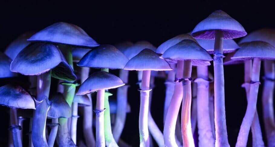 Culture de champignons hallucinogène Golden Teacher de Setnatur- Alchimia  Grow Shop