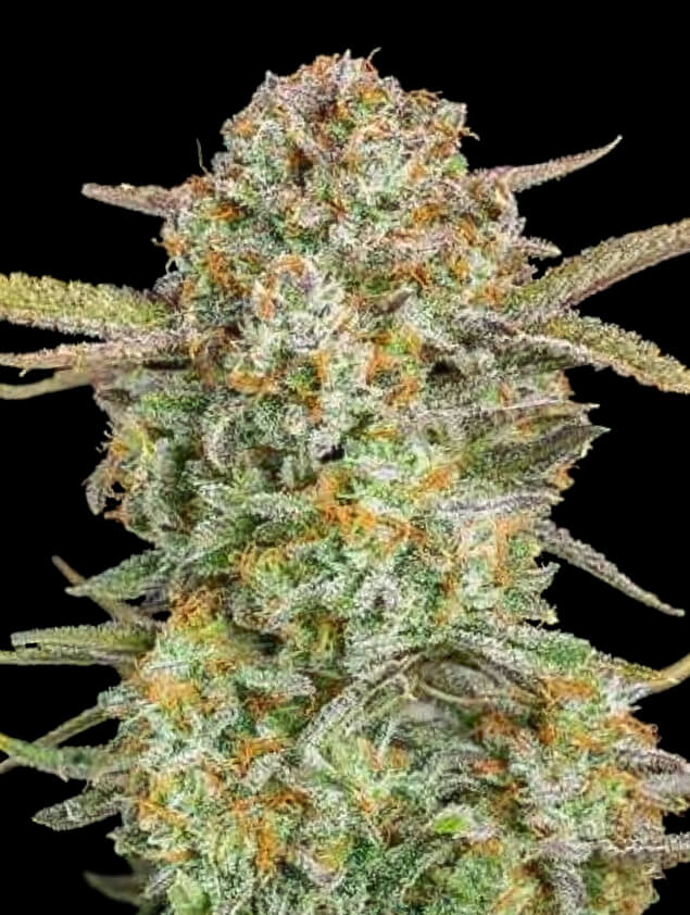 Auto Bruce Banner XXL, starkes und psychedelisches Cannabis mit einem  fruchtigen