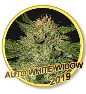 Venta de semillas de marihuana Auto White Widow de Mr Hide Seeds