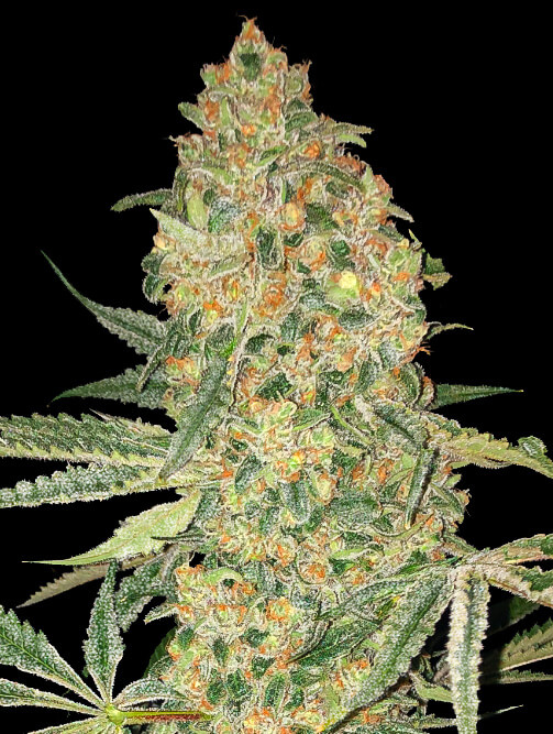 Bruce Banner est une souche de cannabis utilisée à des fins thérapeutiques
