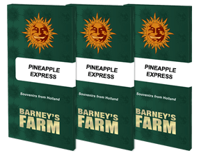 Graines féminisées de Pineapple Express – Barney's Farm, un voyage tropical