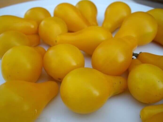 Venta de semillas de Tomate Bombilla Amarilla Eco - Les Refardes