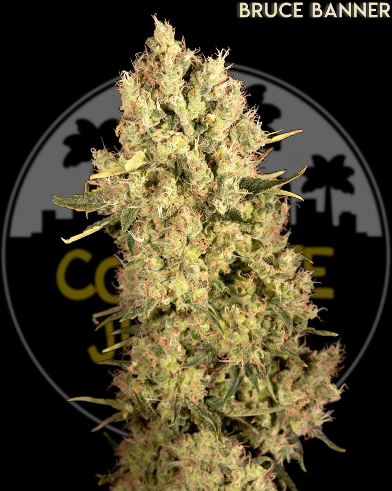 Bruce Banner by Concrete Jungle Seeds