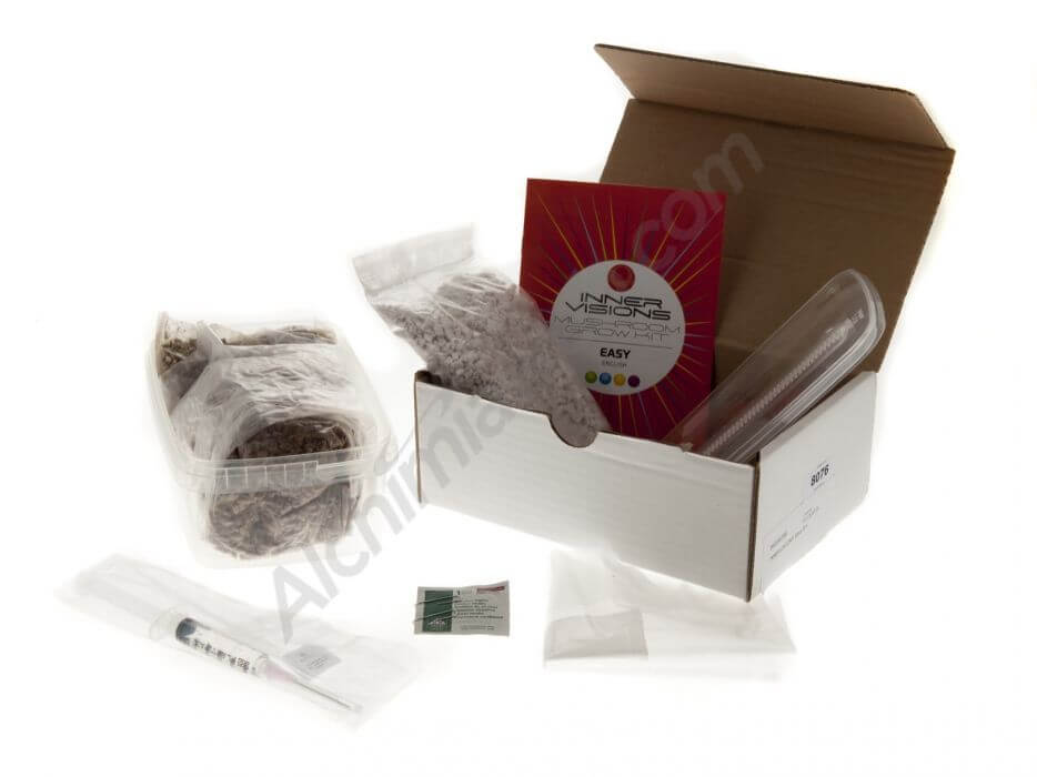 Sale of Psilocybe B+ Easy Mushrooms growing kit - Innervisions