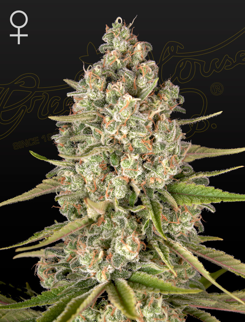 Sale of feminised cannabis seed Green House Seeds Lost Pearl