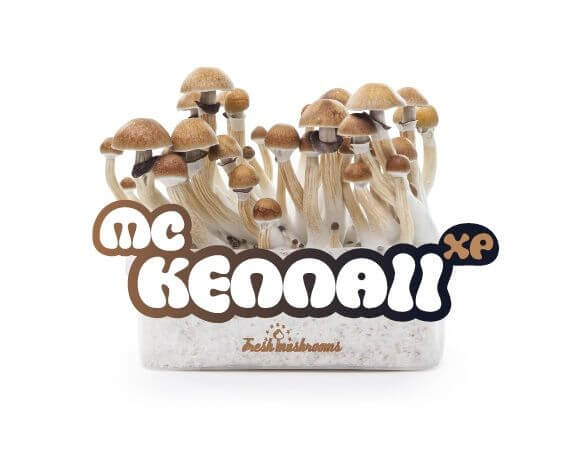 Sale of McKennaii XP mushroom growing kit - Freshmushrooms