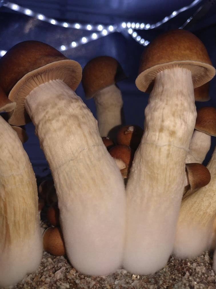Penis Envy, Terrence Mckenna's favourite hallucinogenic mushrooms