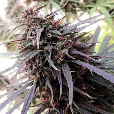 Sale of Purple Haze x Malawi feminized cannabis seeds from ACE Seeds
