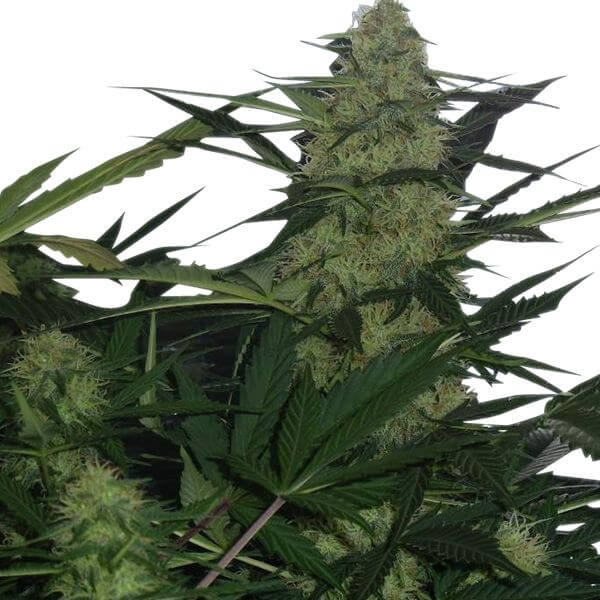 Sale of Royal Ak Automatic Seeds from Royal Queen Seeds