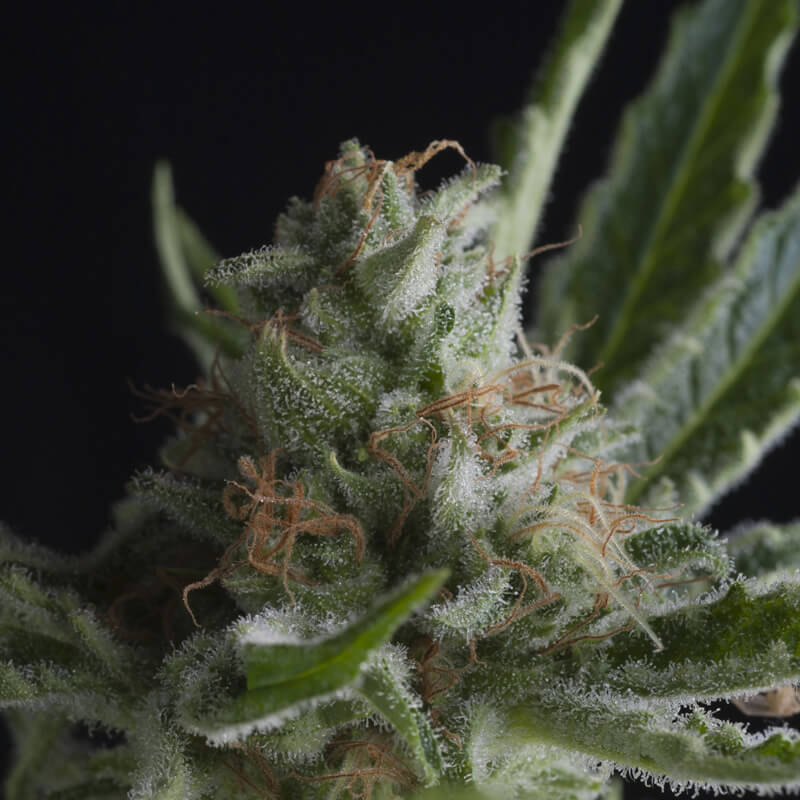 Sale of Shark from Pyramid Seeds: Super Skunk x Northern Lights