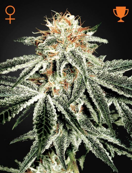 Sale Widow seeds from Green House Seeds